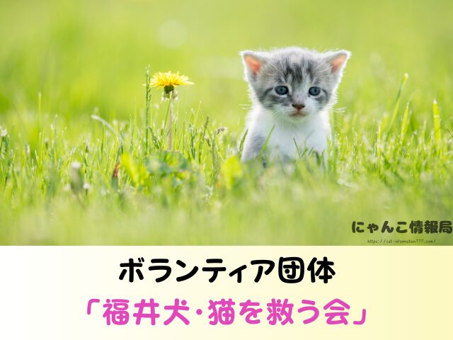 福井県 ペットショップ 猫 売れ残り 引き取れる 里親 譲渡会 場所