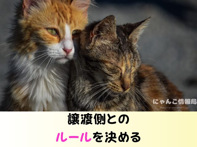 猫の里親になった後の連絡 うざい しつこい 電話 トラブル 回避方法