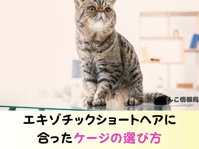エキゾチックショートヘア かわいそう 言われる理由 ケージ 飼い方 注意点