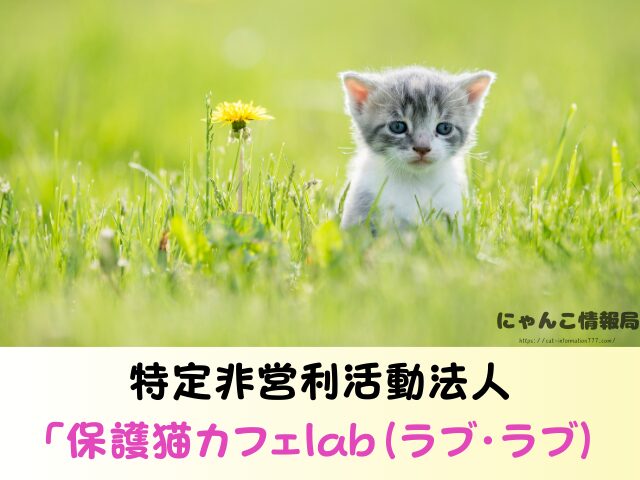 福島県 猫 里親募集 譲渡会 場所 売れ残り その後