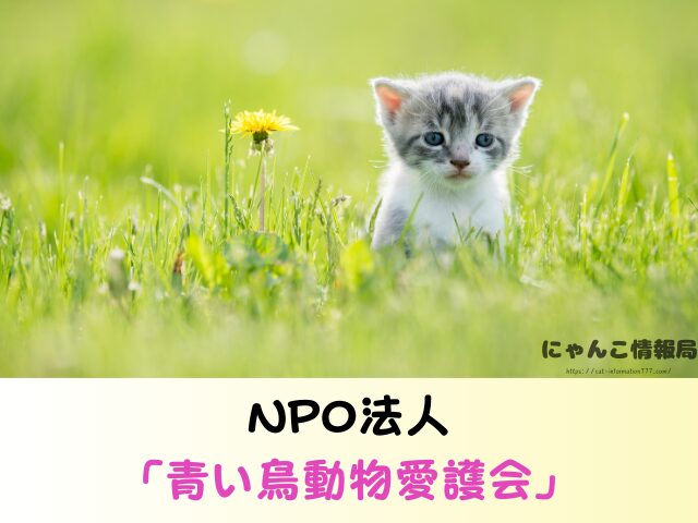 山口県 猫 ペットショップ売れ残りを引き取りたい 里親 費用 譲渡会 場所