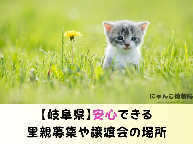 岐阜県 猫 ペットショップ売れ残りを引き取りたい 里親 無料 譲渡会 場所