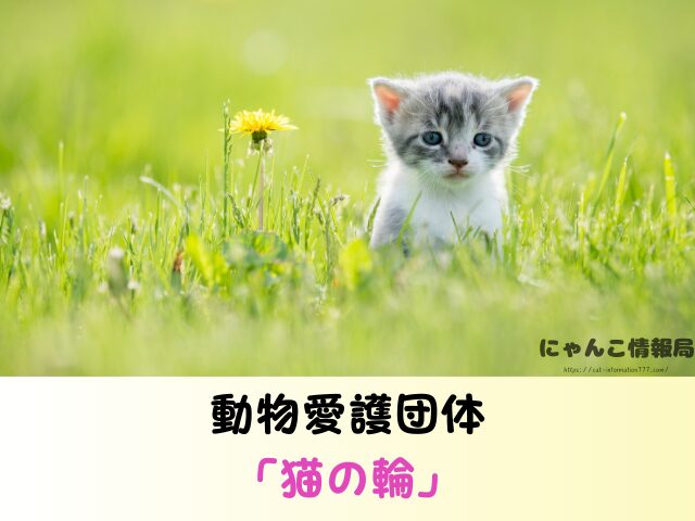 石川県 子猫差し上げます 里親募集 譲渡会 場所