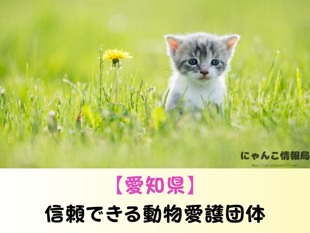 愛知県 猫を引き取ってくれる施設 信頼 動物愛護団体
