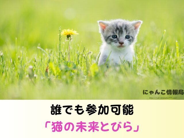 東京都 猫 里親募集 譲渡会 場所 おすすめ 保護猫カフェ