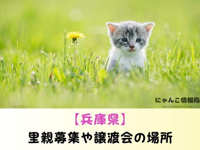 兵庫県 猫 ペットショップ売れ残りを引き取りたい 里親 費用 譲渡会場所