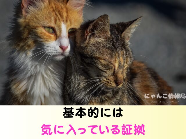 野良猫が足にまとわりつく理由 食べ物 欲しがっているサイン