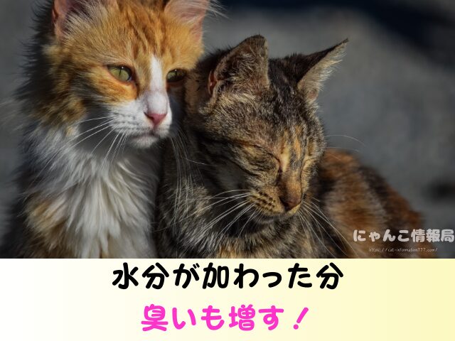 猫のフン 放置するとどうなる 水で流す 近所迷惑