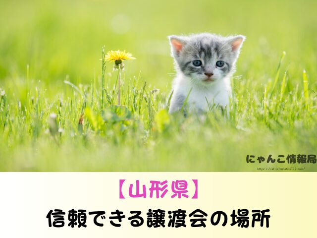 山形県 生まれたばかりの子猫 里親募集 譲渡会 場所