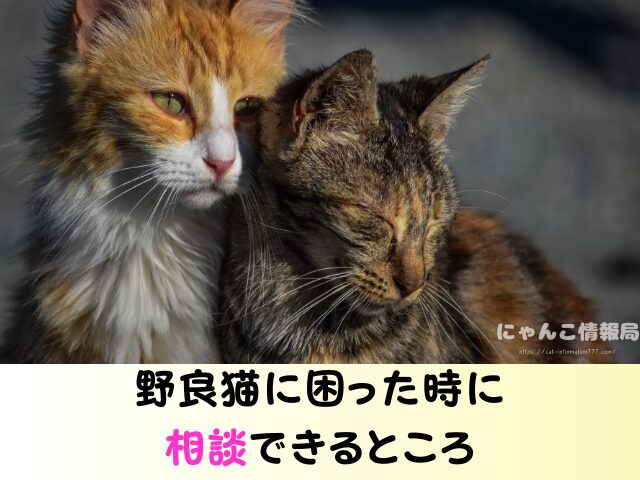 野良猫 捕獲 動物愛護法 追い出す どうしたらいい