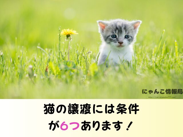 秋田県 猫 里親募集 譲渡会 場所 信頼 動物愛護団体