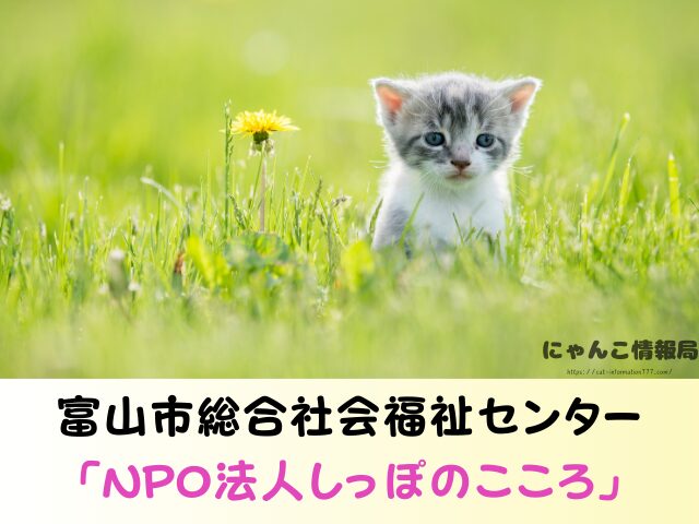 富山県 猫 ペットショップ売れ残りを引き取りたい 里親 費用 譲渡会 場所