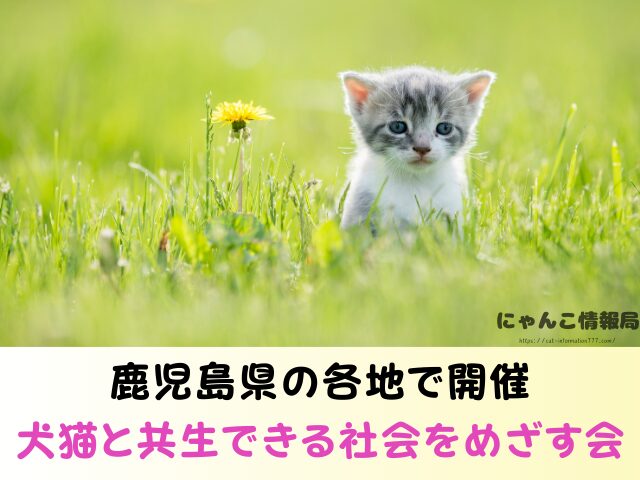 鹿児島県 ペットショップ 売れ残り 猫 里親 譲渡会 場所