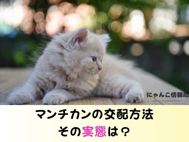 マンチカン 失敗 言われる理由 かわいそう ヤバい交配方法 販売