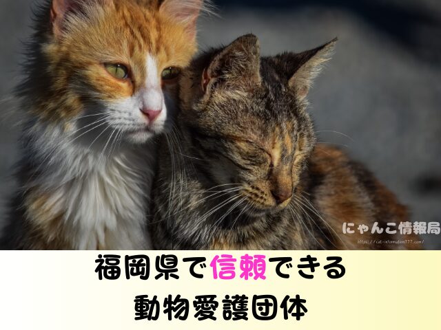 福岡 猫を引き取ってくれる施設 場所 どこ 信頼 動物愛護団体