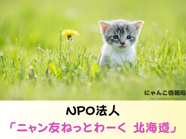 北海道 ペットショップ 売れ残り 猫 引き取りたい 譲渡会 場所