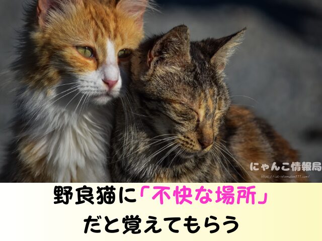 野良猫 同じ場所 フンをする理由 臭い 処理 困った 対処法