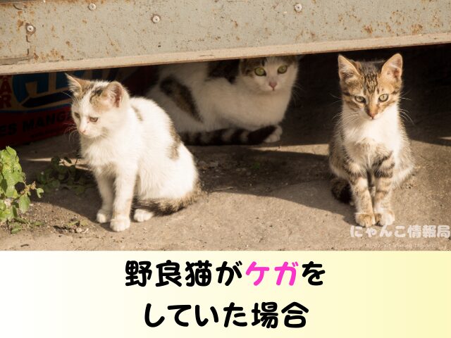 野良猫 捕獲 動物愛護法 追い出す どうしたらいい