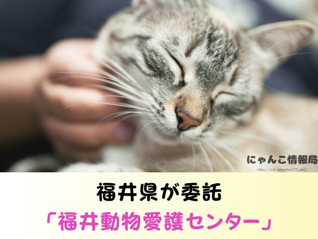 福井県 ペットショップ 猫 売れ残り 引き取れる 里親 譲渡会 場所