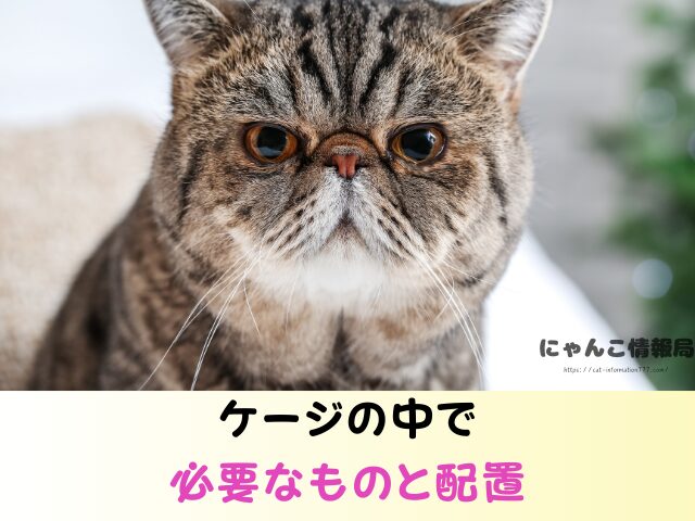 エキゾチックショートヘア かわいそう 言われる理由 ケージ 飼い方 注意点