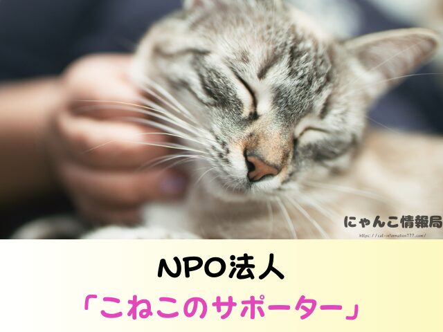 石川県 子猫差し上げます 里親募集 譲渡会 場所