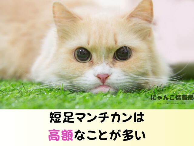マンチカン 失敗 言われる理由 かわいそう ヤバい交配方法 販売