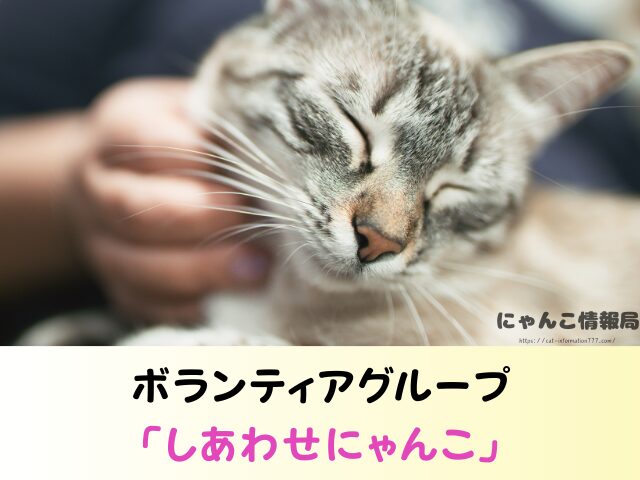 東京都 猫 里親募集 譲渡会 場所 おすすめ 保護猫カフェ