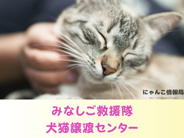 広島県 猫 ペットショップ売れ残りを引き取りたい 里親 費用 譲渡会 場所