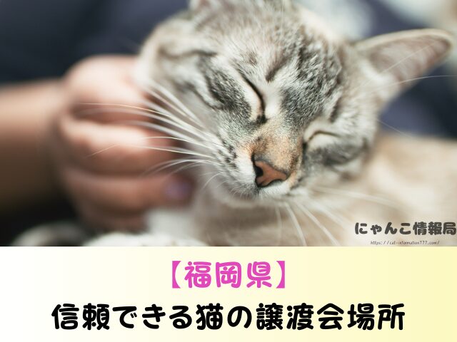 福岡県 ペットショップ 猫 売れ残りを引き取りたい 里親募集 譲渡会