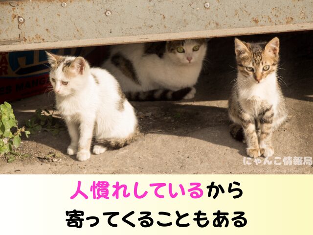 野良猫が足にまとわりつく理由 食べ物 欲しがっているサイン