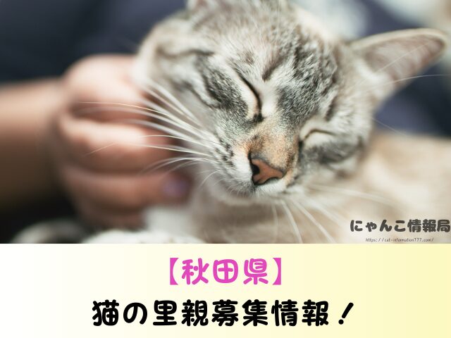 秋田県 猫 里親募集 譲渡会 場所 信頼 動物愛護団体
