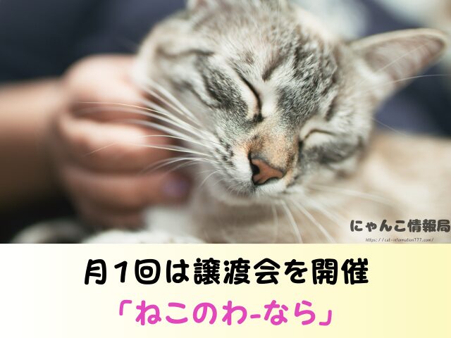 奈良県 猫 ペットショップ売れ残りを引き取りたい 里親 費用 譲渡会 場所