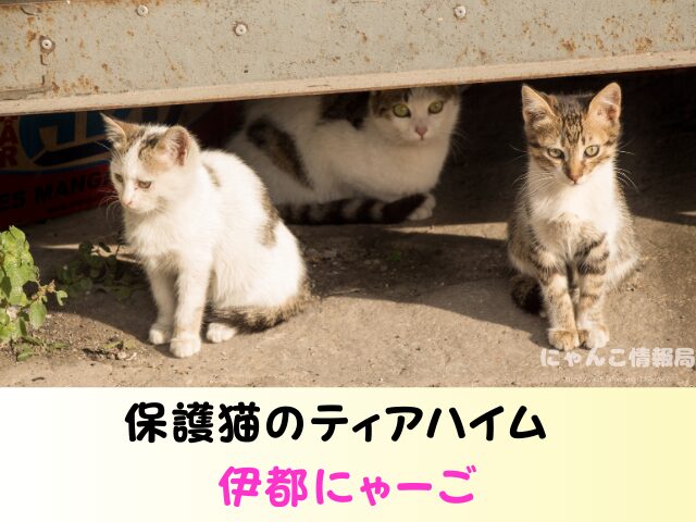 福岡 猫を引き取ってくれる施設 場所 どこ 信頼 動物愛護団体