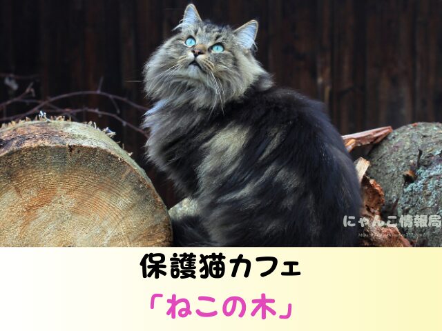 ノルウェージャンフォレストキャット 里親 募集 無償 子猫 譲ります