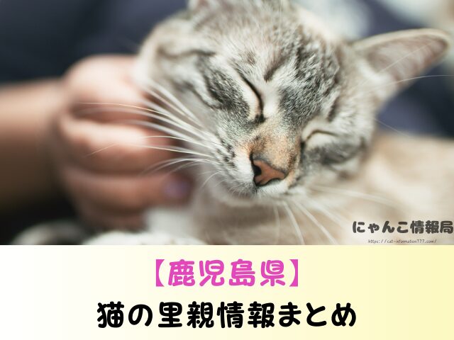 鹿児島県 ペットショップ 売れ残り 猫 里親 譲渡会 場所