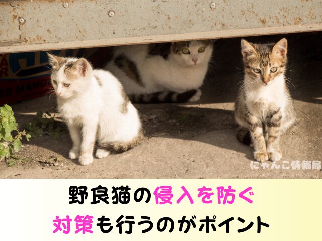 野良猫 同じ場所 フンをする理由 臭い 処理 困った 対処法