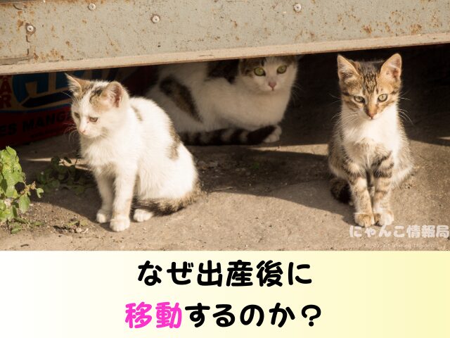 野良猫 出産後 移動するのか 出産前 行動 出産時期