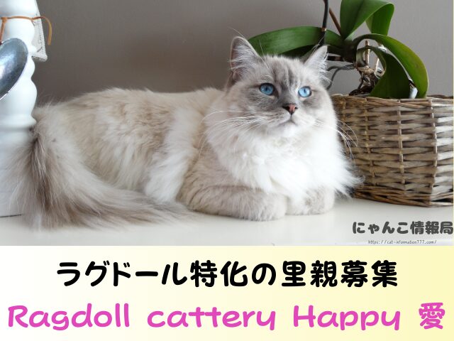 ラグドール 子猫 譲ります 無料 差し上げます 里親募集