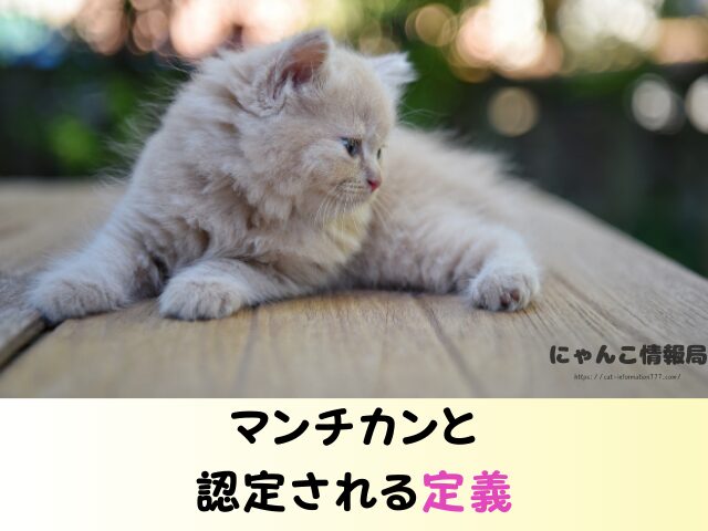 マンチカン 失敗 言われる理由 かわいそう ヤバい交配方法 販売