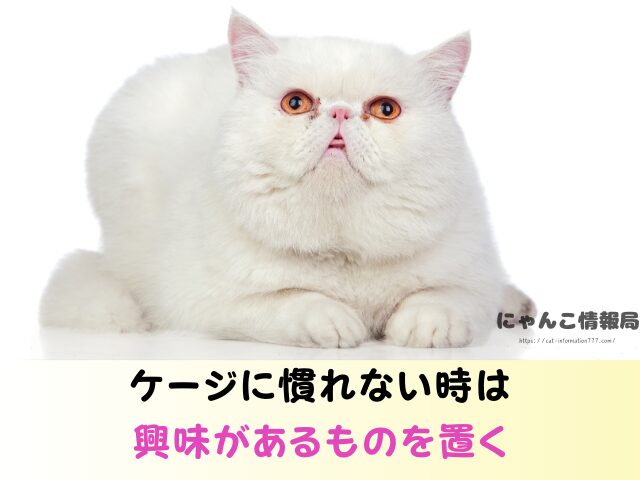 エキゾチックショートヘア かわいそう 言われる理由 ケージ 飼い方 注意点