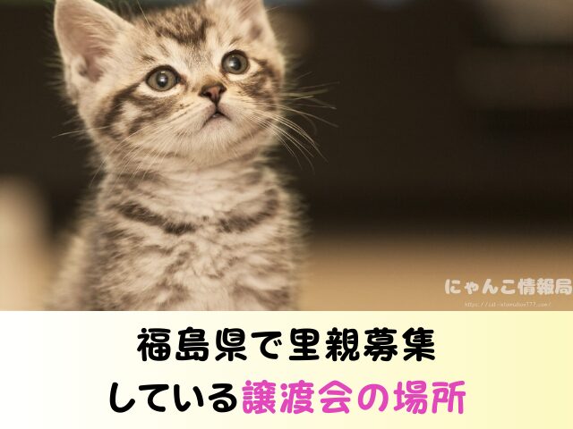 福島県 猫 里親募集 譲渡会 場所 売れ残り その後