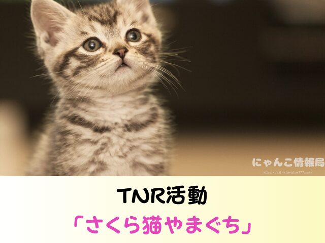 山口県 猫 ペットショップ売れ残りを引き取りたい 里親 費用 譲渡会 場所