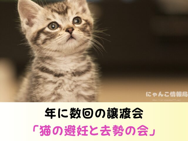 石川県 子猫差し上げます 里親募集 譲渡会 場所