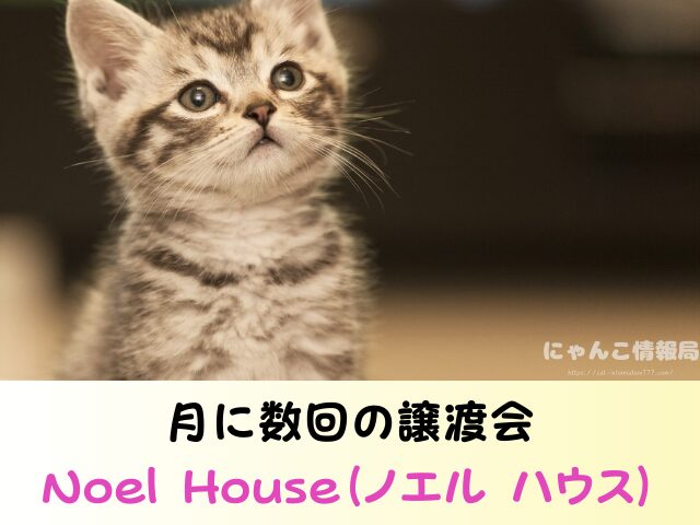 愛知県 猫を引き取ってくれる施設 信頼 動物愛護団体