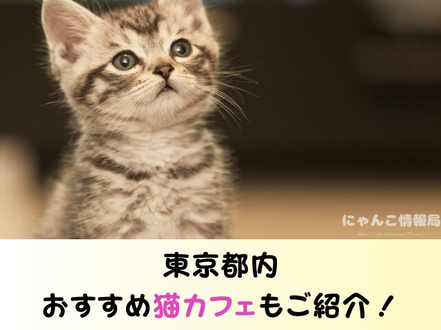 東京都 猫 里親募集 譲渡会 場所 おすすめ 保護猫カフェ