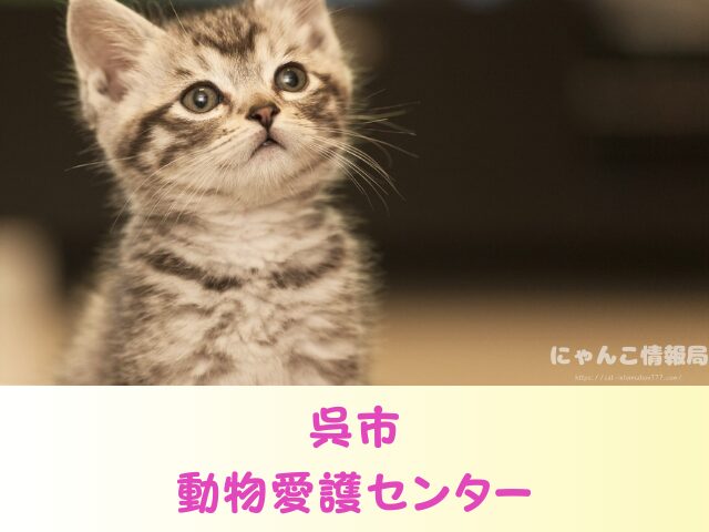 広島県 猫 ペットショップ売れ残りを引き取りたい 里親 費用 譲渡会 場所