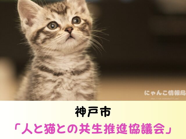 兵庫県 猫 ペットショップ売れ残りを引き取りたい 里親 費用 譲渡会場所