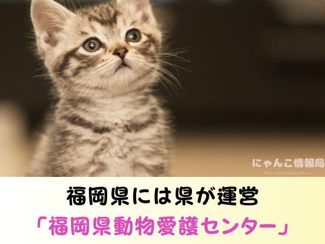福岡県 ペットショップ 猫 売れ残りを引き取りたい 里親募集 譲渡会