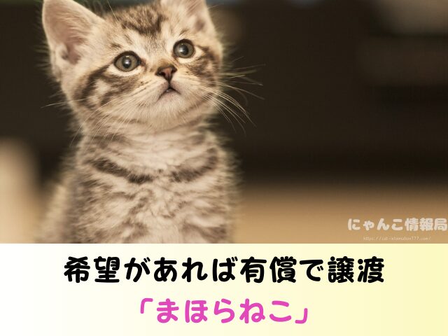 山形県 生まれたばかりの子猫 里親募集 譲渡会 場所