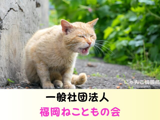 福岡 猫を引き取ってくれる施設 場所 どこ 信頼 動物愛護団体
